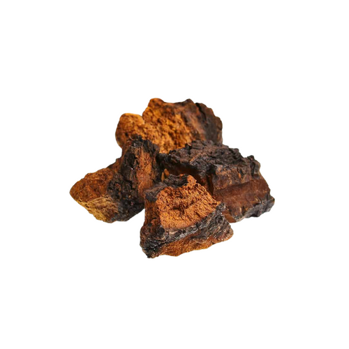 Chaga mushroom